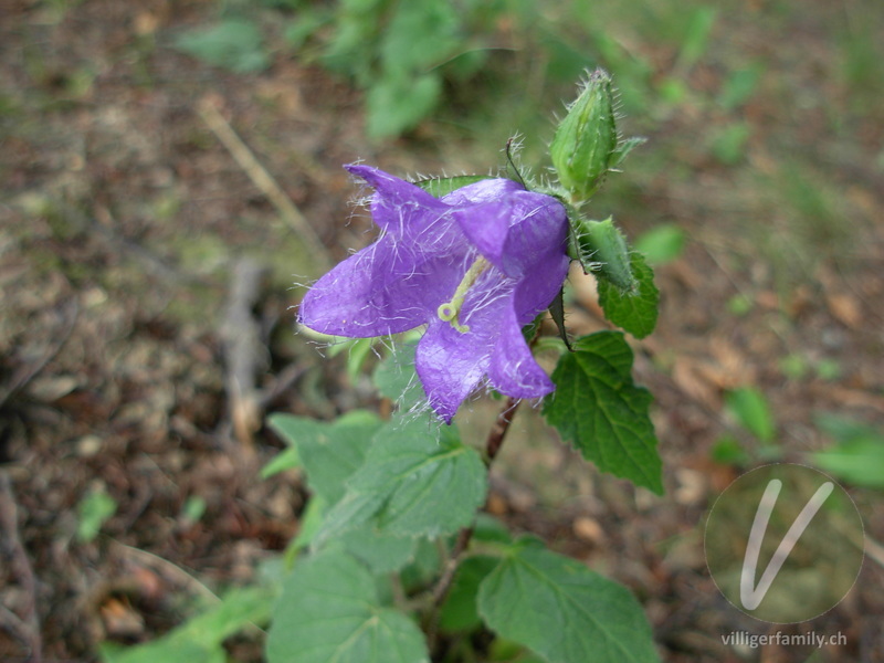Nesselblättrige Glockenblume: Übersicht